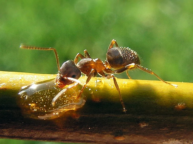Ants identification reference