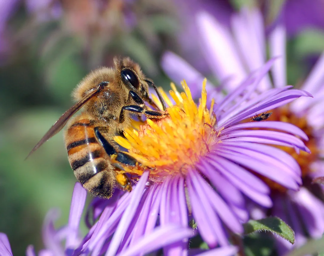 Bees identification reference