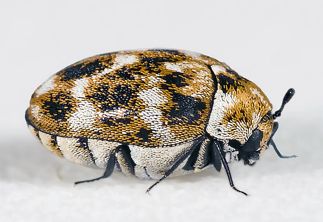 Carpet beetles identification reference