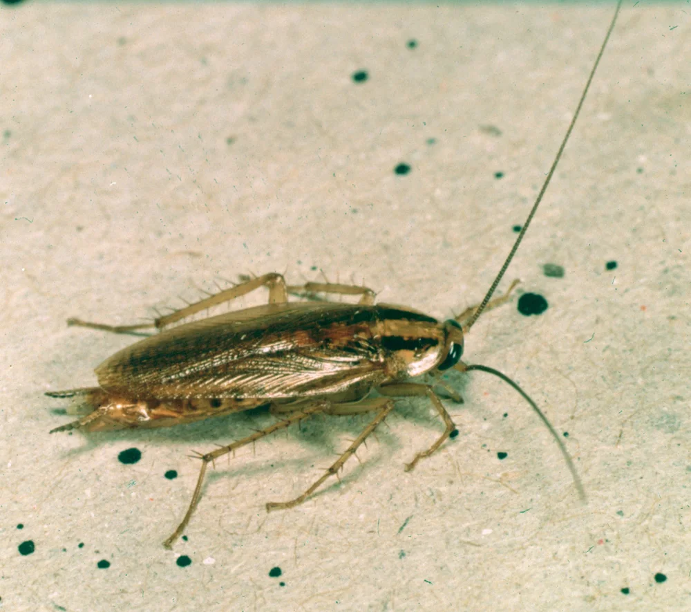 Cockroaches identification reference