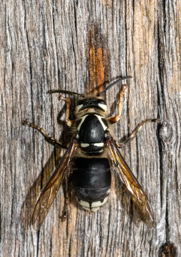 Hornets identification reference