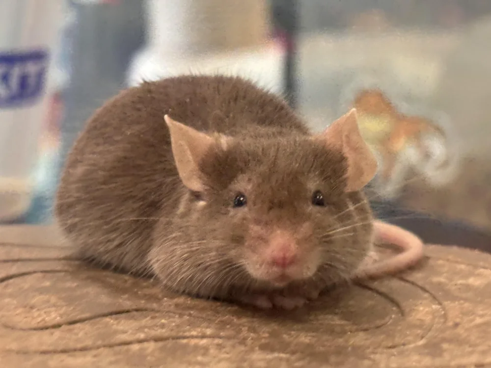 Mice identification reference