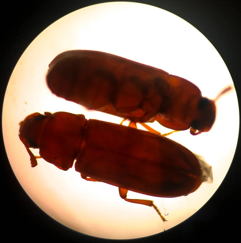 Red flour beetles identification reference