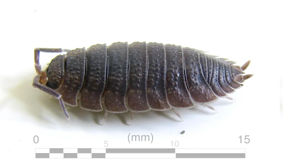 Sow bugs identification reference