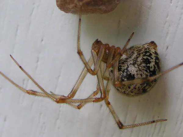 Spiders identification reference